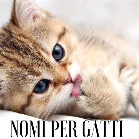 nomi gatti maschi|nomi cartoni per gatti.